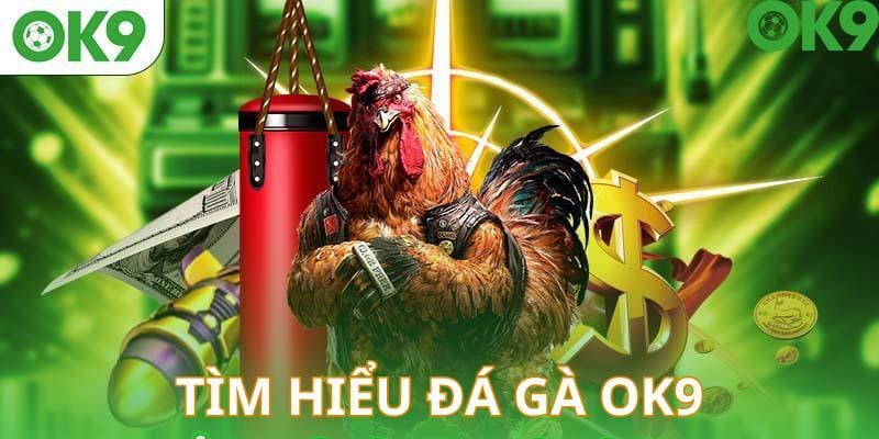 Đá gà OK9 hoạt động hợp pháp