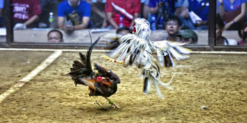 Quy tắc về cân nặng và thời gian thi đấu gà